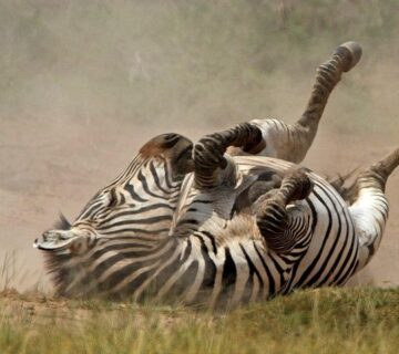 Top 10 Savannah Animals in African Grasslands