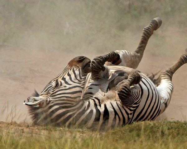 Top 10 Savannah Animals in African Grasslands