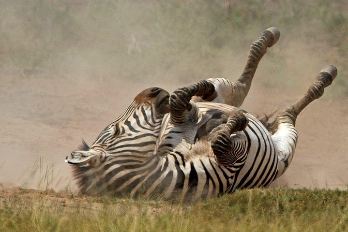 Top 10 Savannah Animals in African Grasslands