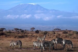 Top 10 Places to Spot Zebras in Kenya on a great Safari Top 10 Places to Spot Zebras in Kenya on a great Safari