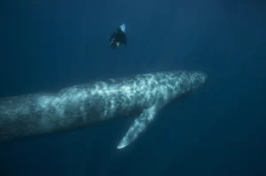 Biggest Animals in the World: Top Giants by Size and Weight Biggest Animals in the World: Top Giants by Size and Weight