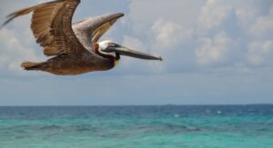 20 Animal Facts That Feel Like Nature Is Pranking Us 20 Animal Facts That Feel Like Nature Is Pranking Us