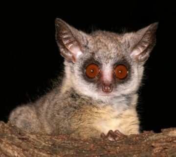 The Secret Galagos of Kibale National Park: Bush Babies