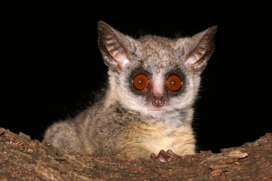 The Secret Galagos of Kibale National Park: Bush Babies The Secret Galagos of Kibale National Park: Bush Babies