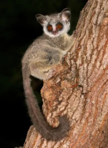 The Secret Galagos of Kibale National Park: Bush Babies The Secret Galagos of Kibale National Park: Bush Babies