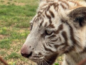 Why There Are No Tigers in Africa: The True Story