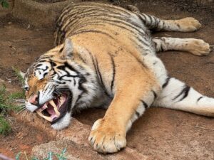 Jungle Animal List: Names Jungle Animal List: Names, Facts, and Pictures