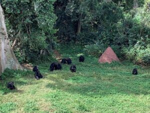 Can Chimpanzees Eat Humans? Facts About Chimpanzee Diet Can Chimpanzees Eat Humans? Facts About Chimpanzee Diet