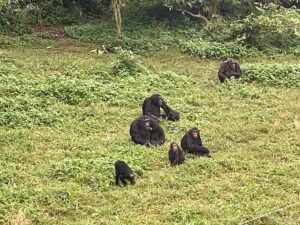 Can Chimpanzees Eat Humans? Facts About Chimpanzee Diet Can Chimpanzees Eat Humans? Facts About Chimpanzee Diet