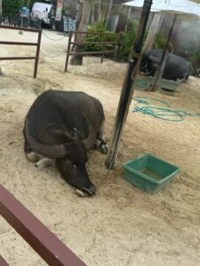 What Is a Group of Buffaloes Called? Meaning, Origins,