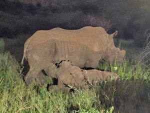 8 Surprising Facts About White vs Black Rhinos