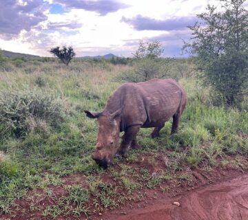 8 Surprising Facts About White vs Black Rhinos