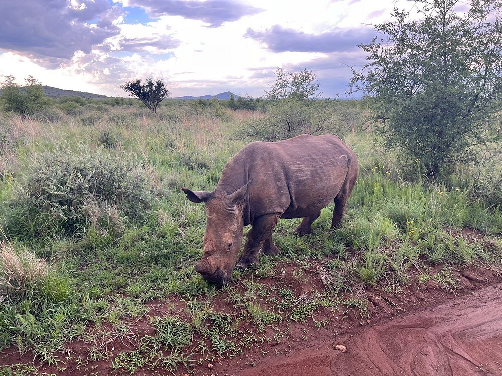 8 Surprising Facts About White vs Black Rhinos