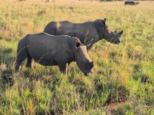 Book Big Five Safari Packages 2026: The Best Guide Book Big Five Safari Packages 2026: The Best Guide