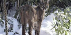 The African Caracal Cat – The Ruler of Savannah The African Caracal Cat – The Ruler of Savannah