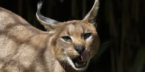The African Caracal Cat – The Ruler of Savannah The African Caracal Cat – The Ruler of Savannah
