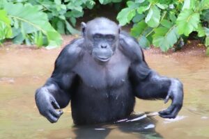 Can Chimpanzees Eat Humans? Facts About Chimpanzee Diet Can Chimpanzees Eat Humans? Facts About Chimpanzee Diet