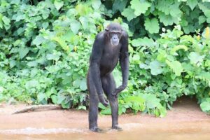 Uganda Primate Safari Packages: The Best Guide Uganda Primate Safari Packages: The Best Guide