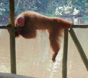 Top 12 Unique “U” Animals You Need to Know About