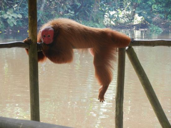 Top 12 Unique “U” Animals You Need to Know About