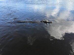 Crocodile vs Alligator: 7 Differences That Will Change Crocodile vs Alligator: 7 Differences That Will Change