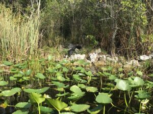 Crocodile vs Alligator: 7 Differences That Will Change Crocodile vs Alligator: 7 Differences That Will Change