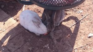 Bunny vs Rabbit Difference: Everything You Need to Know Bunny vs Rabbit Difference: Everything You Need to Know