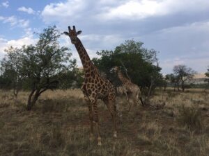 Best Lion and Safari Park Johannesburg 2026 Visitor Guide Best Lion and Safari Park Johannesburg 2026 Visitor Guide