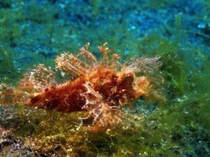 Top 20 Ugliest Animals in the World (Ranked with Photos) Top 20 Ugliest Animals in the World (Ranked with Photos)