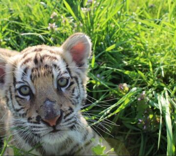 Why There Are No Tigers in Africa: The True Story