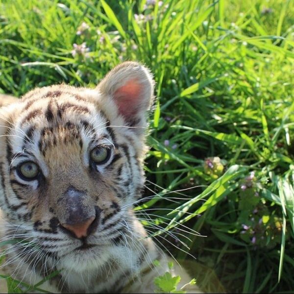 Why There Are No Tigers in Africa: The True Story