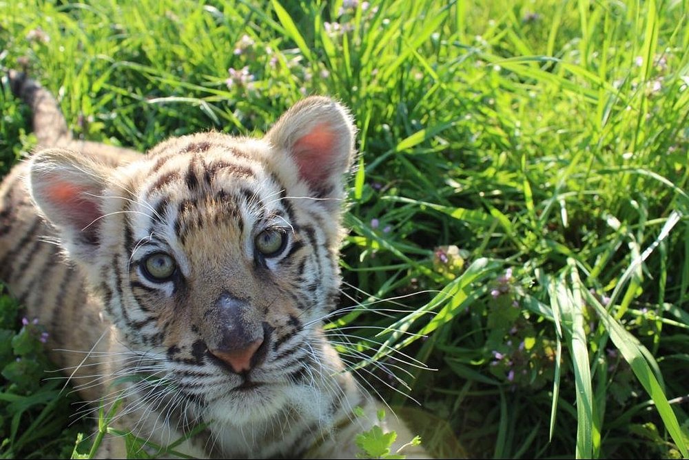 Why There Are No Tigers in Africa: The True Story