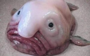 Top 20 Ugliest Animals in the World (Ranked with Photos) Top 20 Ugliest Animals in the World (Ranked with Photos)