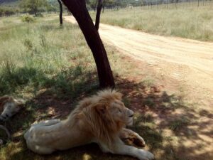 Best Lion and Safari Park Johannesburg 2026 Visitor Guide Best Lion and Safari Park Johannesburg 2026 Visitor Guide