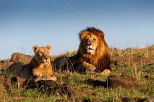 Do Hyenas Eat Lions? Here Is What Really Happens in the Wild Do Hyenas Eat Lions? Here Is What Really Happens in the Wild