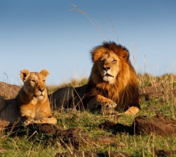 7 Incredible Places Where Lions Still Live in the Wild