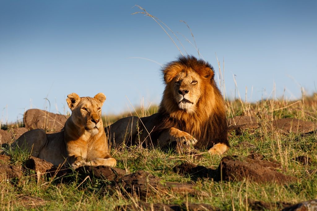 Tiger vs Lion vs Jaguar vs Leopard: Which Big Cat Would Win 7 Incredible Places Where Lions Still Live in the Wild