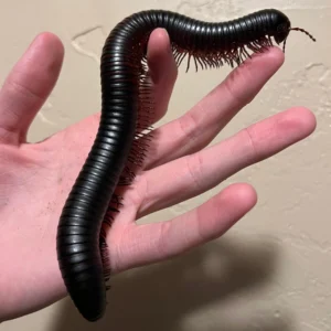 10 Stunning African Creepy Crawlers You Need to Know About