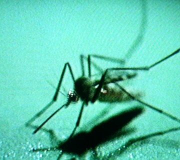 The Complete Guide to the Most Dangerous Bugs in Africa