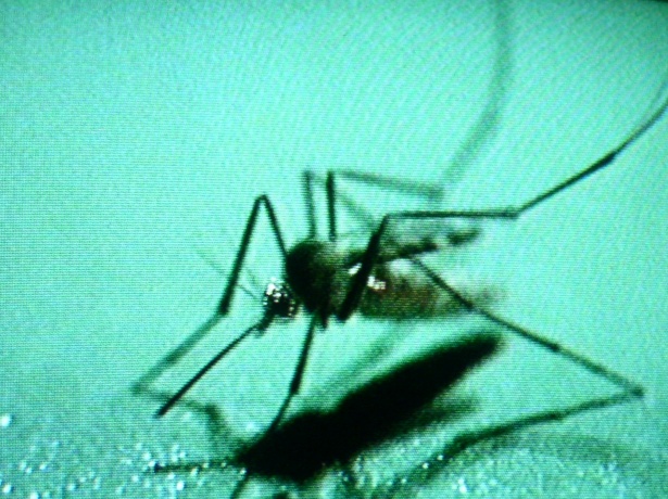 The Complete Guide to the Most Dangerous Bugs in Africa The Complete Guide to the Most Dangerous Bugs in Africa