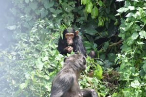 Chimpanzee Trekking Packages Uganda: The Ultimate Guide