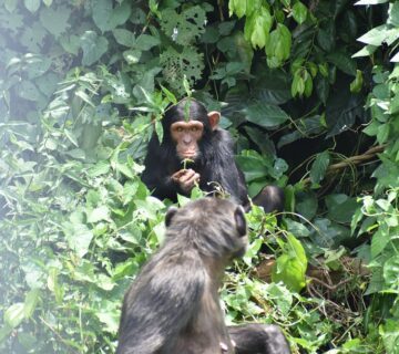 Uganda Chimpanzee Trekking Holidays: The Top Rated