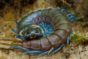 The Complete Guide to the Most Dangerous Bugs in Africa The Complete Guide to the Most Dangerous Bugs in Africa