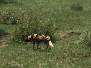 Best Lion and Safari Park Johannesburg 2026 Visitor Guide Best Lion and Safari Park Johannesburg 2026 Visitor Guide