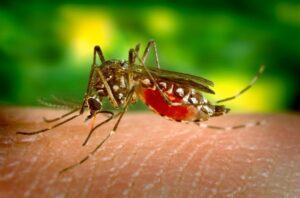 The Complete Guide to the Most Dangerous Bugs in Africa The Complete Guide to the Most Dangerous Bugs in Africa