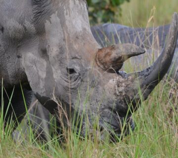 Rhinos Return to Kidepo Valley National Park