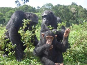 Kyambura Gorge Chimpanzee Trekking Cost: Complete Guide Kyambura Gorge Chimpanzee Trekking Cost: Complete Guide