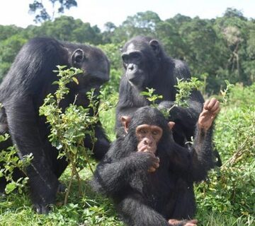 Top Rated Safari Itineraries: The Ultimate Guide to Africa