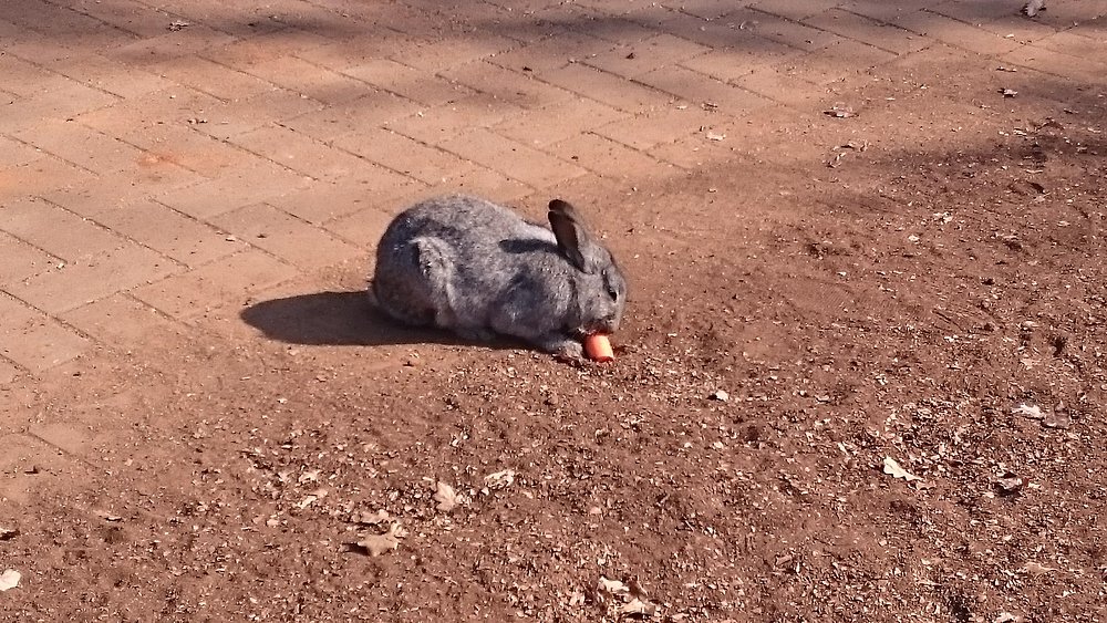 Bunny vs Rabbit Difference: Everything You Need to Know Bunny vs Rabbit Difference: Everything You Need to Know
