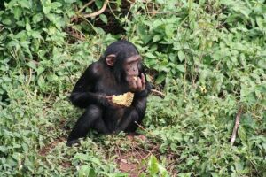 Gorilla vs Ape: What Is the Difference? A Complete Guide